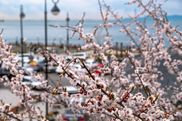 Blooming lilac on the sports embankment of the city of Vladivostok.