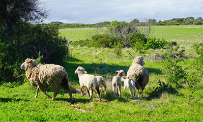 Fototapeta premium View of sheep and lamb grazing outdoors in Western Australia