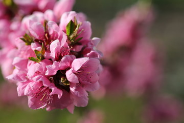 Spring almond flower