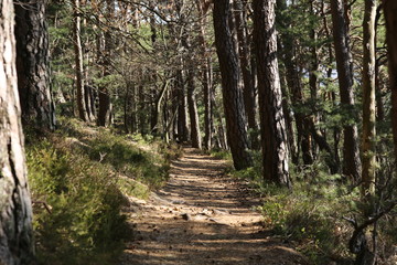 Fototapeta na wymiar Trail at palatine forest