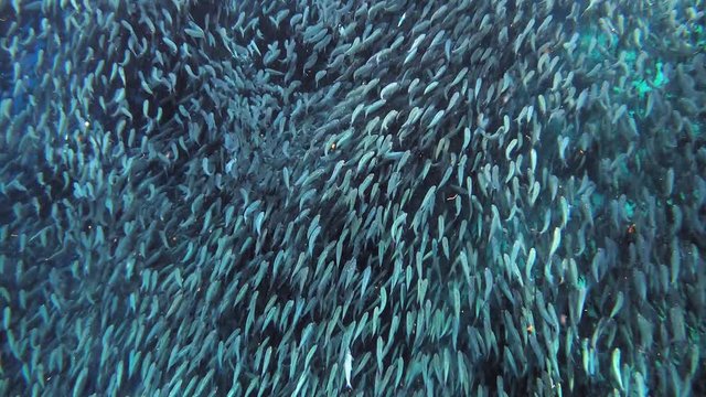 Underwater Life Of The Philippines - A School Of Sardines Swimming Together To Avoid Predators By The Coral Reef