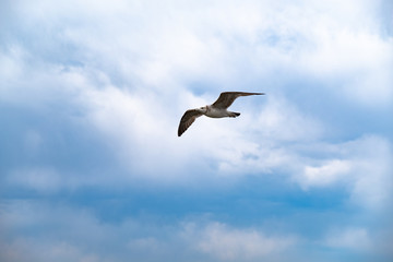 A Seagull soars in the sky against a background of white clouds. Amur Bay, Vladivostok, Russia.A Seagull soars in the sky against a background of white clouds. Amur Bay, Vladivostok, Russia.