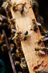Apiary, beehive farm and beekeeping 