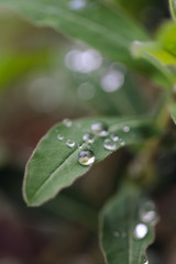 Green leaf with water droplet