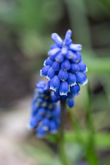 Muscari armeniacum (grape hyacinth)