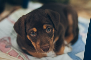 Lovely brown puppy dog portrait looking up with beautiful eyes