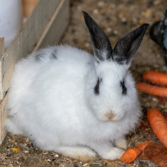 white rabbit with black ears sitting in the shed with carrots and looking into the face of the photographer