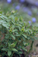 Young green plants with water droplets