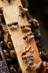 Apiary, beehive farm and beekeeping 