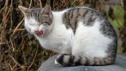 licking cat sitting and yawning in the garden