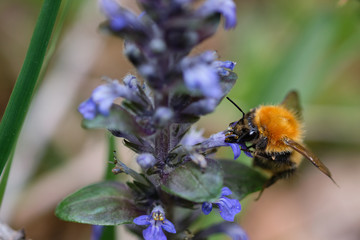insecto en flor fotografia macro
