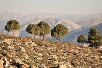 Fototapeta na wymiar Lebanon Bekaa trees on top of a hill