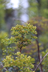 Green plant with multiple buds