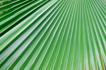 Closeup image palm tree leaf