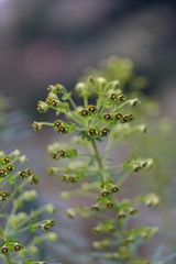 Green plant with multiple buds