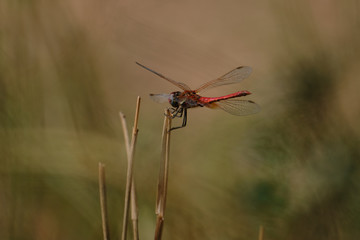 insecto libelula macro