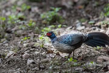 Male Kalij pheasant looking