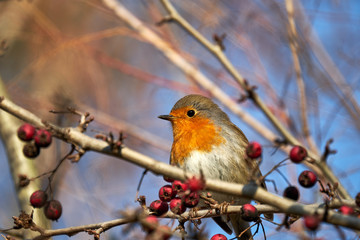 Pajarito pajaro naturaleza 