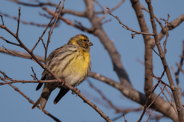 Pajarito pajaro naturaleza 