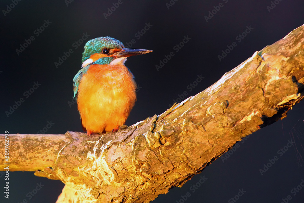 Wall mural The Common Kingfisher (Alcedo atthis) also known as the Eurasian Kingfisher, and a River Kingfisher sitting on the branch. Kingfisher in a beautiful afternoon light on a bare branch.