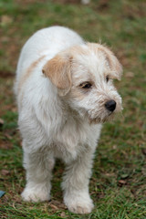 lovely and beautiful white terrier dog child on the green grass
