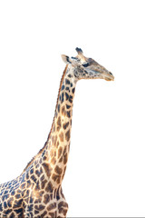 The Thornicroft's giraffe (Giraffa camelopardalis thornicrofti), sometimes known as the Rhodesian giraffe isolated on white background. Very rare giraffe, isolated portrait.