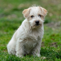 lovely and beautiful white terrier dog child on the green grass and looking into the face of the photographer
