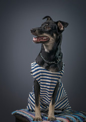 Portrait of a black trained pet dog on a gray background. In a T-shirt