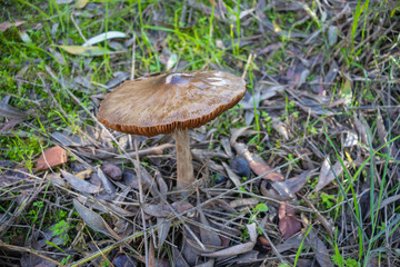 Agaricus is a genus of mushrooms containing both edible and poisonous species