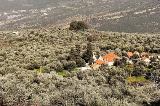 Monastery in an olive field in Lebanon