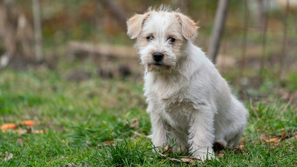 beautiful white terrier dog child on the green grass and looking into the face of the photographer