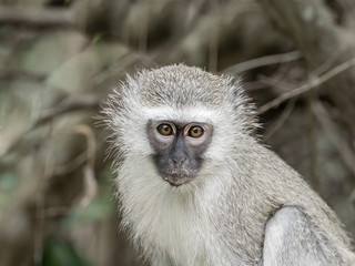 Vervet Monkey (Chlorocebus aethiops)