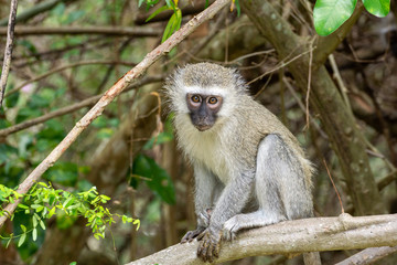 Naklejka na ściany i meble Vervet Monkey (Chlorocebus aethiops), taken in South Africa