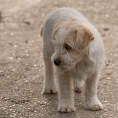 sad terrier child on a street