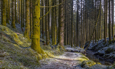 Forest Trail in Winter