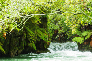 Naklejka premium ニュージーランド ロトルア近郊にあるトラウト・プールズ・フォールズを流れるカイツナ川