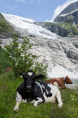 Fototapeta na wymiar Kühe am Boyabreen Gletscher im Jostedalsbreen Nationalpark, Norwegen