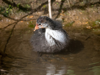 Moorhen (Gallinula chloropus)