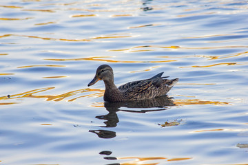 duck in the water