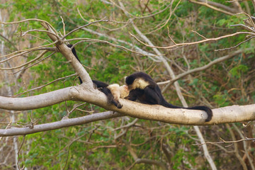 capuchin monkey (Cebus capucinus), taken in Costa Rica