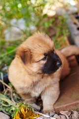 Puppy, black color on face with brown body 