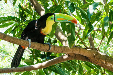 Keel-billed Toucan (Ramphastos sulfuratus)