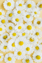 White chamomile daisy flowers pattern on yellow background. Flat lay, top view floral composition.