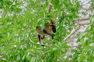 Geoffroy's spider monkey (Ateles geoffroyi) in a tree in Costa Rica