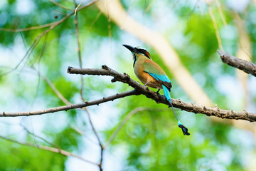 Turquoise-browed Motmot (Eumomota superciliosa)
