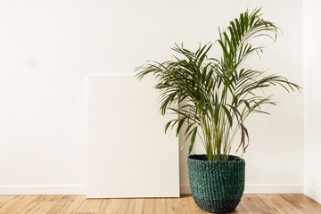 Blank canvas with empty mockup copy space. Home plant tropical palm in rattan pot. Minimal artist studio interior concept.