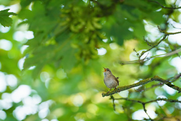 Wren (Troglodytes troglodytes) perched, taken in the UK