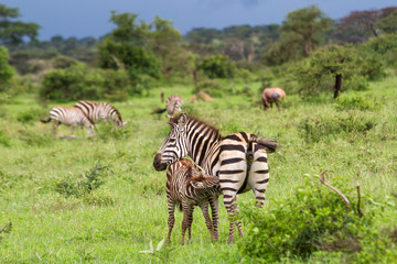 Fototapeta na wymiar Ein Zebra säugt sein Junges