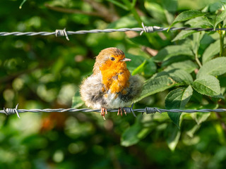 European Robin (Erithacus rubecula)