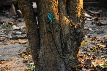 Eine kleine Echse schimmert in der Abendsonne